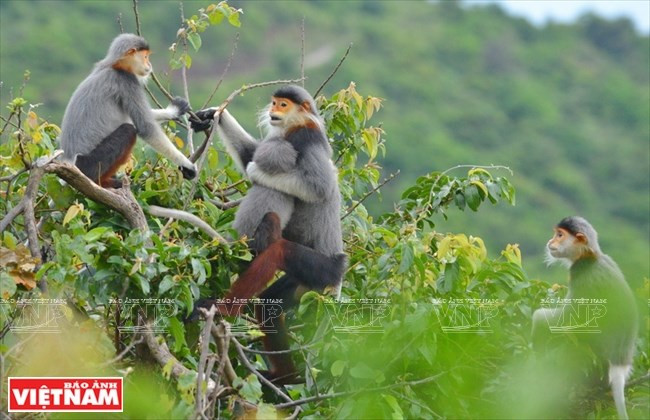 El comercio de esta especie también está prohibido por la Convención sobre el Comercio Internacional de Especies Amenazadas de Fauna y Flora Silvestres (Fuente: VNA)
