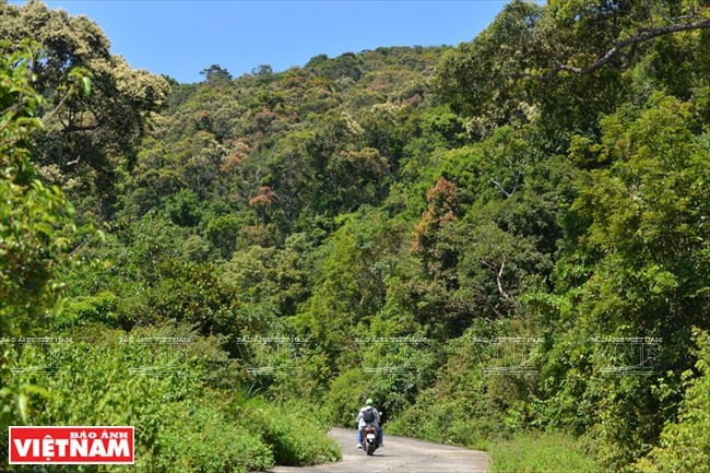 El bosque proporciona el suministro de alimentos para los individuos de duc de canillas rojas (Fuente: VNA)