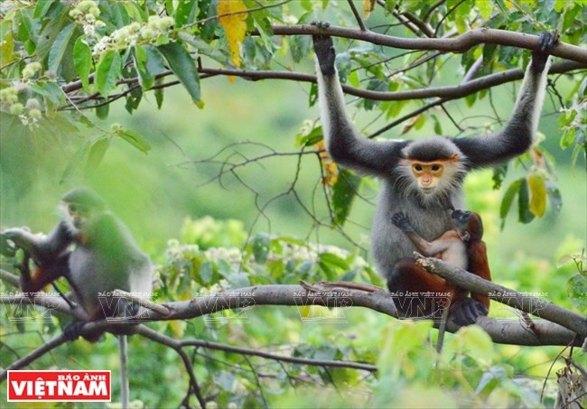El douc de canillas rojas, conocido por primera vez en 1771, está en la Lista Roja de Especies Amenazadas de la Unión Internacional para la Conservación de la Naturaleza (Fuente: VNA)
