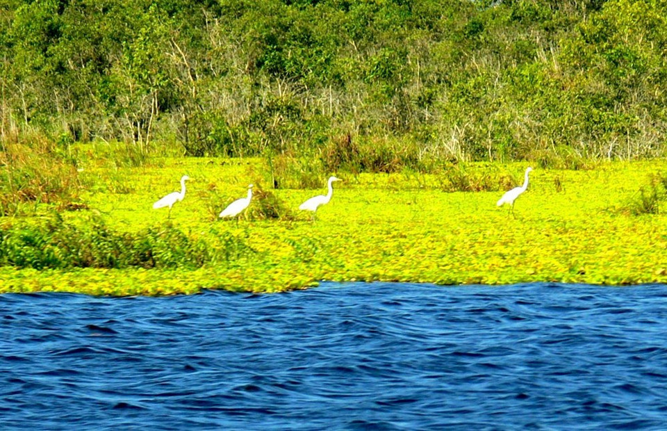 Gracias a los rasgos de un terreno inundado, U Minh Thuong es destino ideal para las aves migratorias (Fuente: WWF)