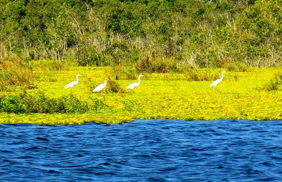 Gracias a los rasgos de un terreno inundado, U Minh Thuong es destino ideal para las aves migratorias (Fuente: WWF)