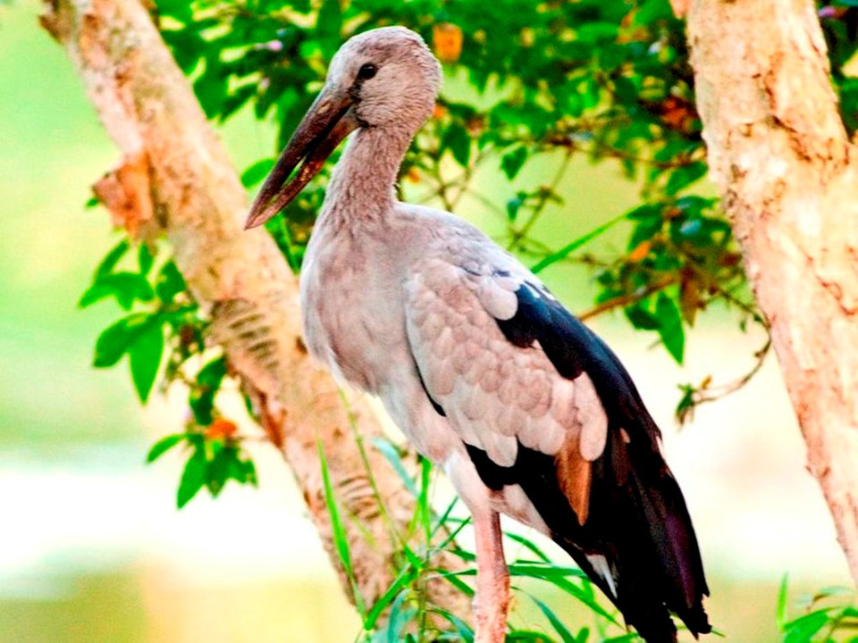 El picotenaza asiático (Anastomus oscitans) 