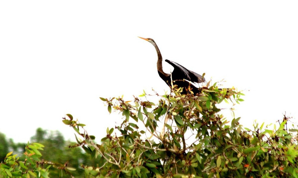 Un pato aguja asiático, o Anhinga melanogaster (Fuente: WWF)