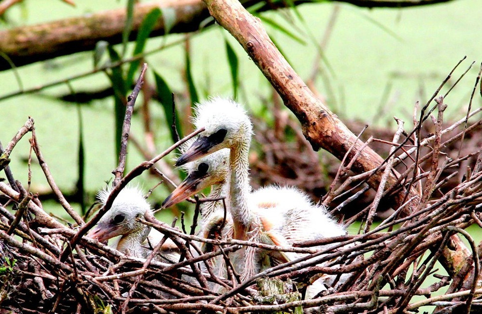 Nido de cigüenas. La mayoría de las selvas en U Minh Thuong son primitivas. (Fuente: Fondo Mundial para la Naturaleza - WWF)