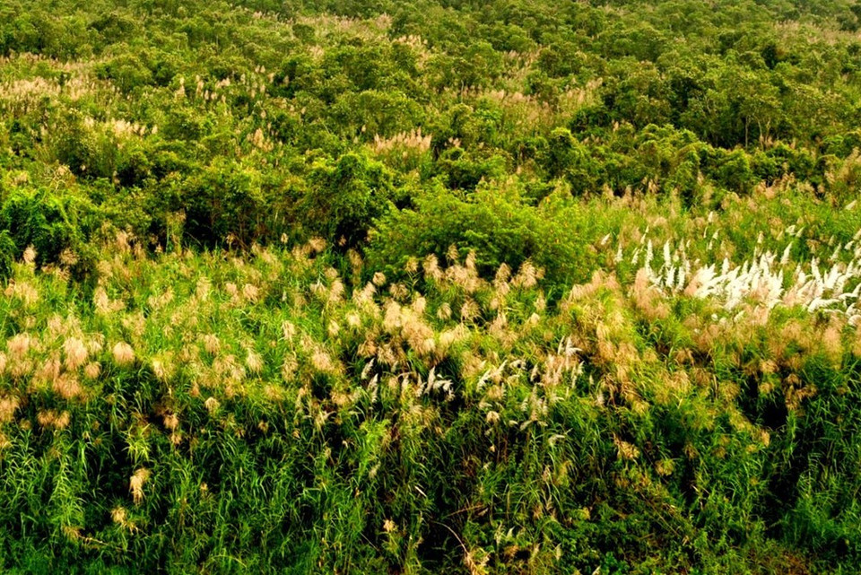 Manglares de U Minh Thuong, ecosistema que crea hábitat para 200 especies de aves, equivalente al 16,6 por ciento del total de unas 800 variedades registradas en Vietnam (Fuente: WWF)