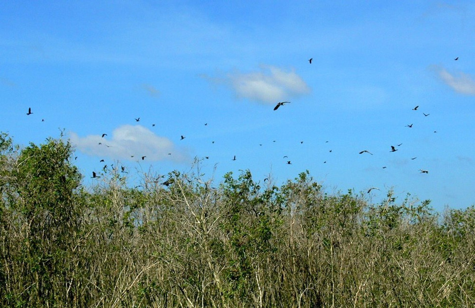 Aves de U Minh Thuong (Fuente: WWF)