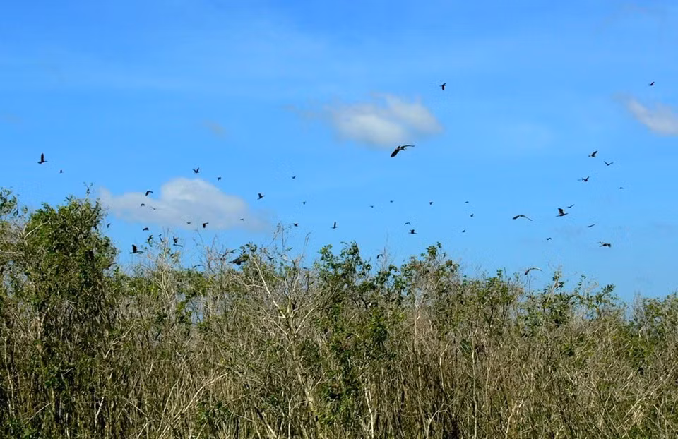 Aves de U Minh Thuong (Fuente: WWF)