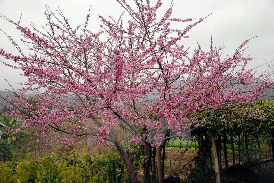 Un cerezo Higan Sakura (Fuente: VNA)
