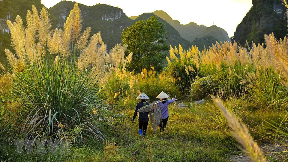 Florecen las plantas de plantae en Trang An (Foto: VNA) 