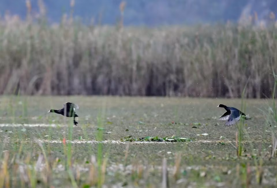 Aves en la laguna Van Long (Foto: VNA)