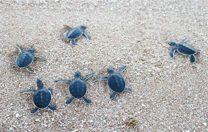 Las tortugas son liberadas al mar (Foto: VNA)