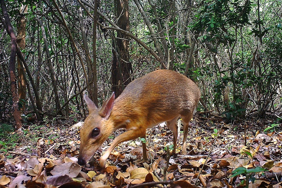 Se trata de buenas noticias para los conservacionistas de la vida silvestre, debido que este animal parecía que se había extinguido, pues pasaron varias décadas desde su última aparición. (Fuente: V+)
