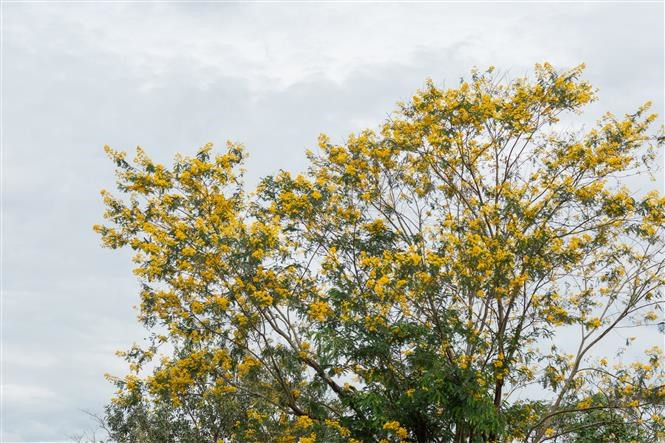 Los girasoles silvestres están en plena floración en todas partes (Foto: VNA)