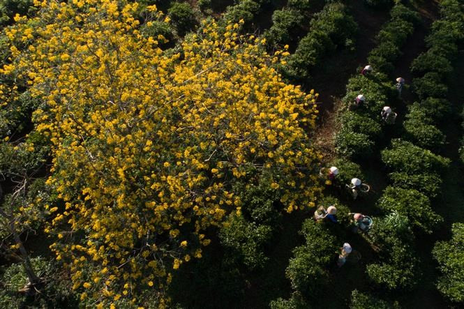 Los girasoles silvestres están en plena floración en todas partes (Foto: VNA)
