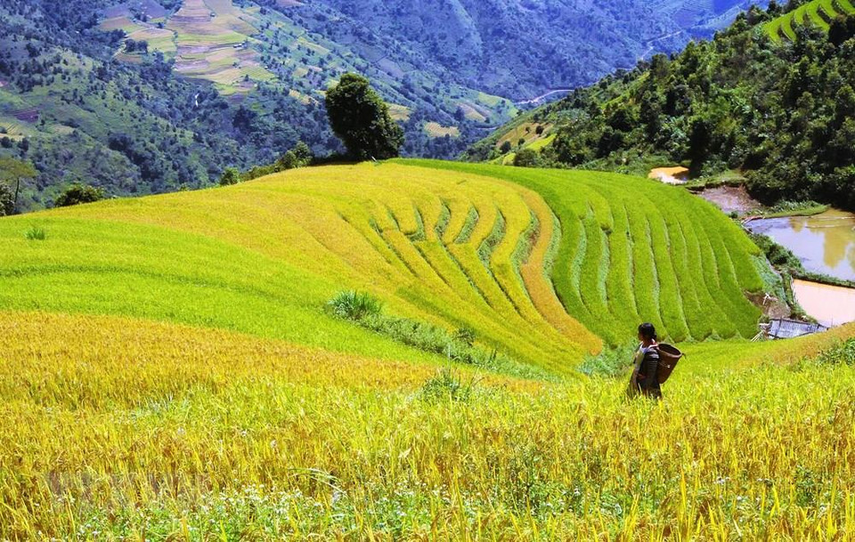 Terrazas en la comuna de Ta Sua, distrito de Bac Yen, en Son La. (Foto: VNA)