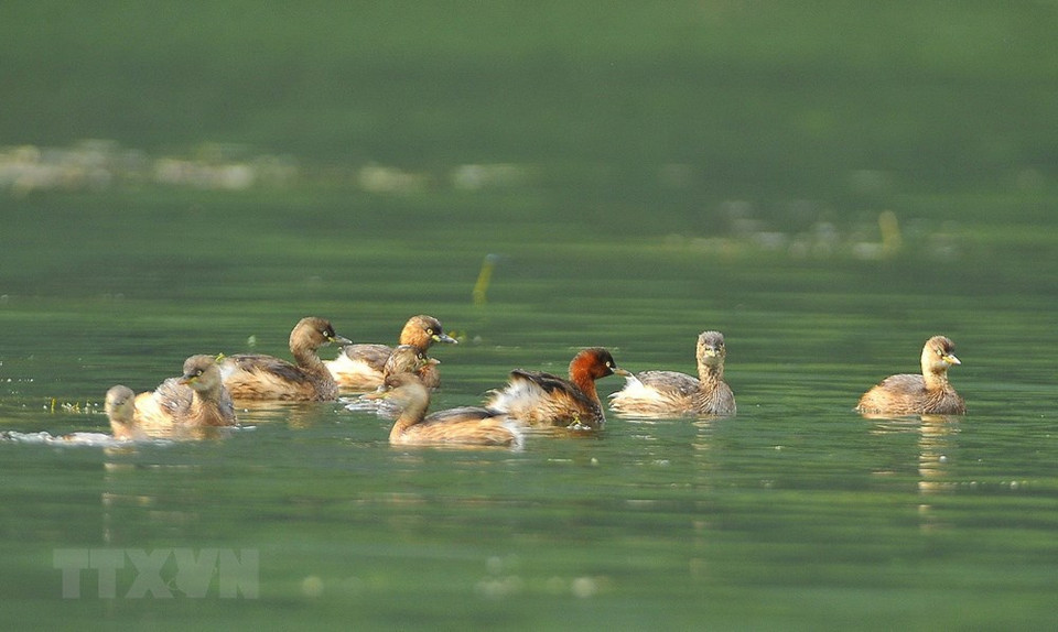 Aves en la laguna Van Long (Foto: VNA)