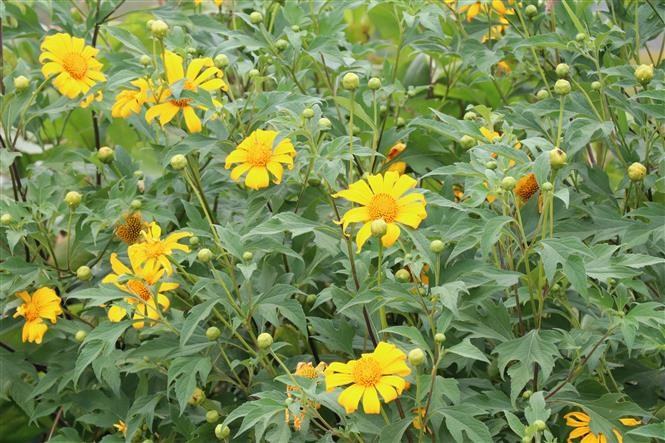 Los girasoles silvestres están en plena floración en todas partes (Foto: VNA)
