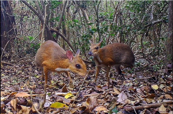 Según Andrew Tilker, especialista de la Oficina de Animales Asiáticos de la Organización Mundial de Conservación de la Vida Silvestre, es necesario adoptar medidas inmediatas para conservar y proteger a la especie. (Fuente: V+)