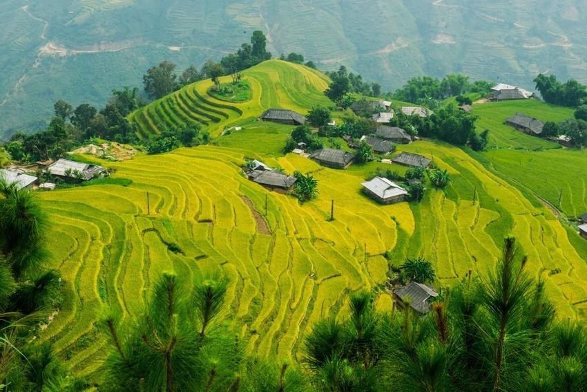 Los campos que se extienden hasta el horizonte aparecen en medio de paisajes naturales idílicos, junto con el fragante aroma de arroz en los nuevos valles que hacen de este lugar un destino ideal para vacacionistas. (Fuente: VNA)