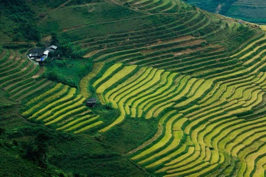 Los campos que se extienden hasta el horizonte aparecen en medio de paisajes naturales idílicos, junto con el fragante aroma de arroz en los nuevos valles que hacen de este lugar un destino ideal para vacacionistas. (Fuente: VNA)