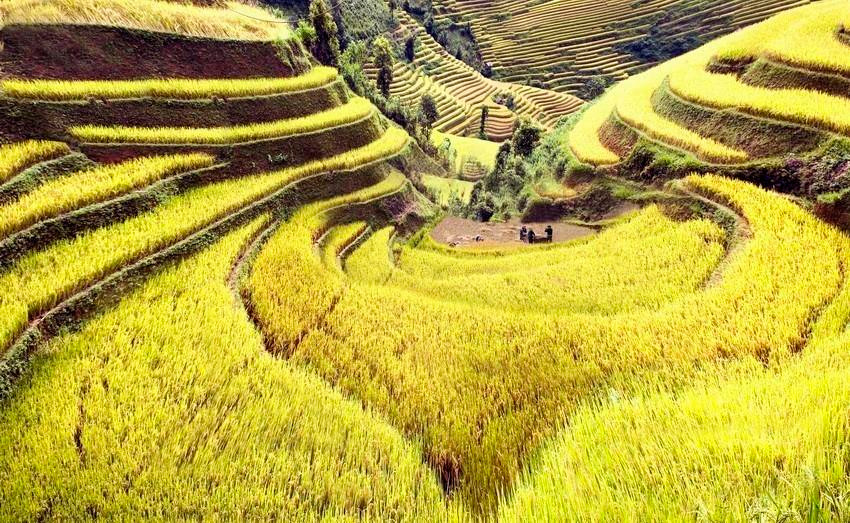 Los campos que se extienden hasta el horizonte aparecen en medio de paisajes naturales idílicos, junto con el fragante aroma de arroz en los nuevos valles que hacen de este lugar un destino ideal para vacacionistas. (Fuente: VNA)