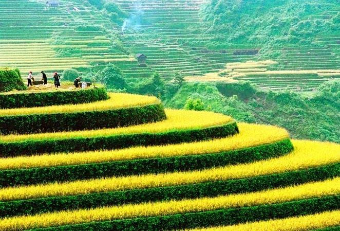 Los campos que se extienden hasta el horizonte aparecen en medio de paisajes naturales idílicos, junto con el fragante aroma de arroz en los nuevos valles que hacen de este lugar un destino ideal para vacacionistas. (Fuente: VNA)