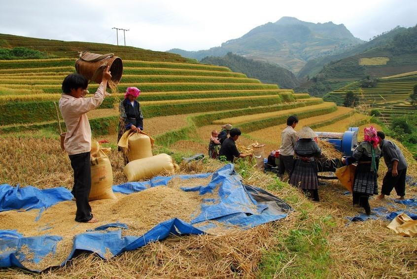 Los campos que se extienden hasta el horizonte aparecen en medio de paisajes naturales idílicos, junto con el fragante aroma de arroz en los nuevos valles que hacen de este lugar un destino ideal para vacacionistas. (Fuente: VNA)