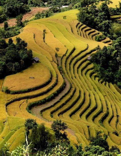 Los campos que se extienden hasta el horizonte aparecen en medio de paisajes naturales idílicos, junto con el fragante aroma de arroz en los nuevos valles que hacen de este lugar un destino ideal para vacacionistas. (Fuente: VNA)