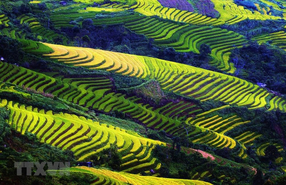 Terrazas en la comuna de Hang Chu, distrito de Bac Yen, en Son La. (Foto: VNA)