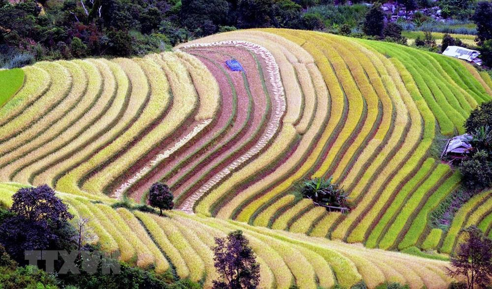 Terrazas en la comuna de Xim Vang, distrito de Bac Yen, en Son La. (Foto: VNA)