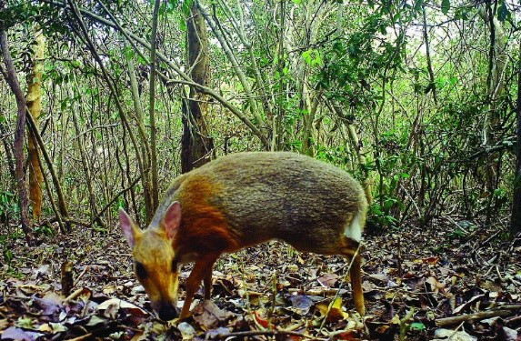 Según Andrew Tilker, especialista de la Oficina de Animales Asiáticos de la Organización Mundial de Conservación de la Vida Silvestre, es necesario adoptar medidas inmediatas para conservar y proteger a la especie. (Fuente: V+)