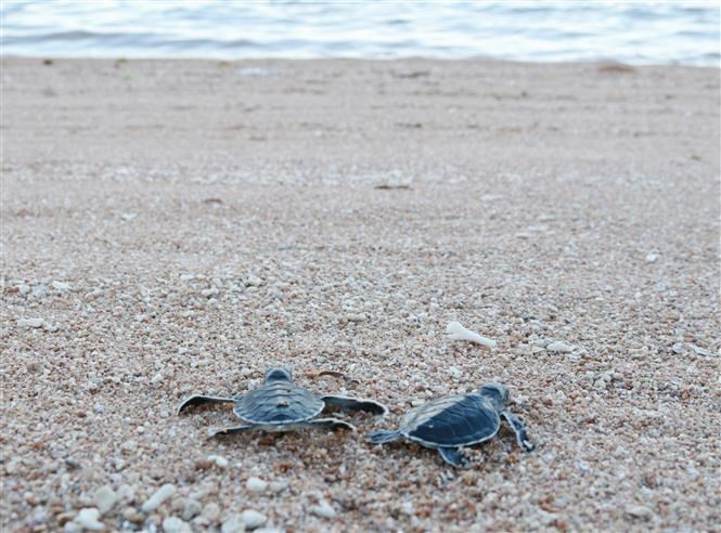 Las tortugas son liberadas al mar (Foto: VNA)