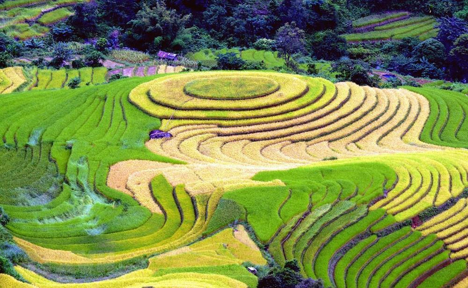 Terrazas en la comuna de Xim Vang, distrito de Bac Yen, en Son La. (Foto: VNA)
