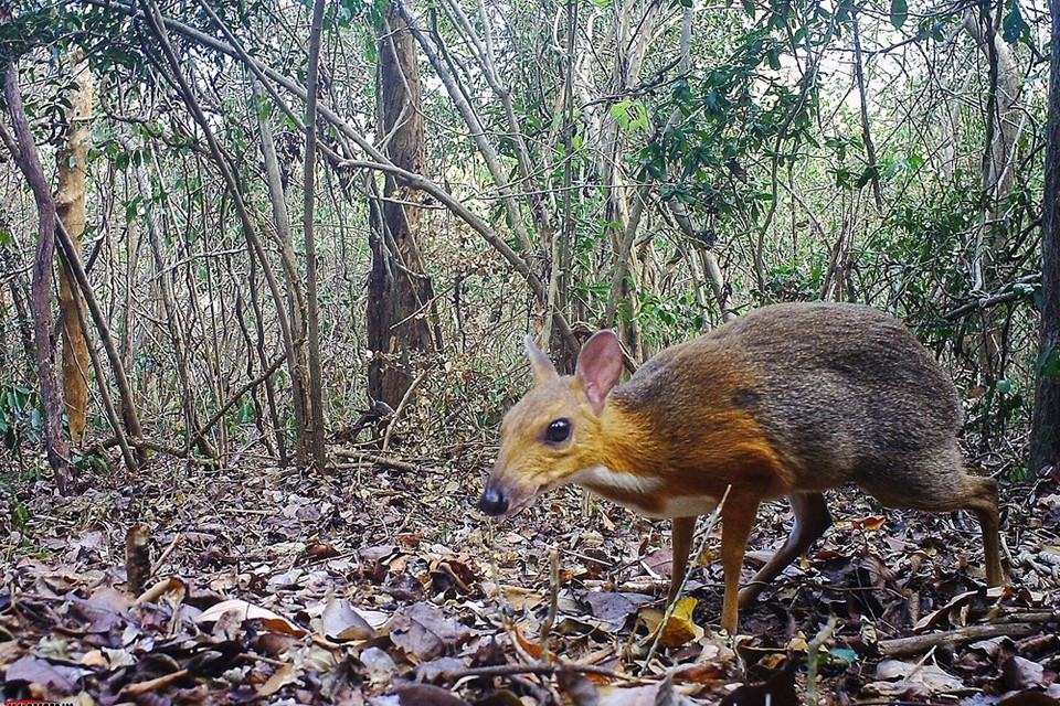 Se trata de buenas noticias para los conservacionistas de la vida silvestre, debido que este animal parecía que se había extinguido, pues pasaron varias décadas desde su última aparición. (Fuente: V+)
