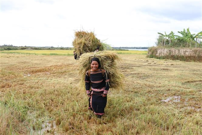 Una joven de la etnia Jrai cosecha arroz (Foto: VNA)