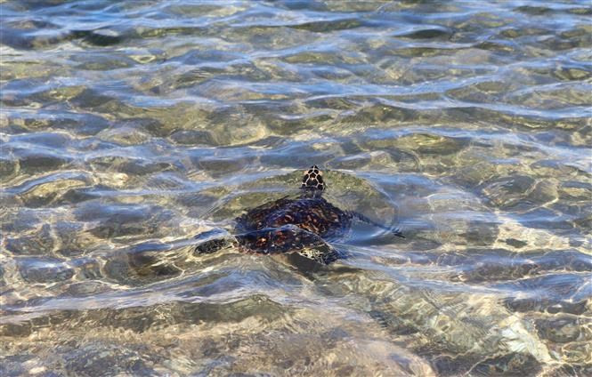Las tortugas son liberadas al mar (Foto: VNA)