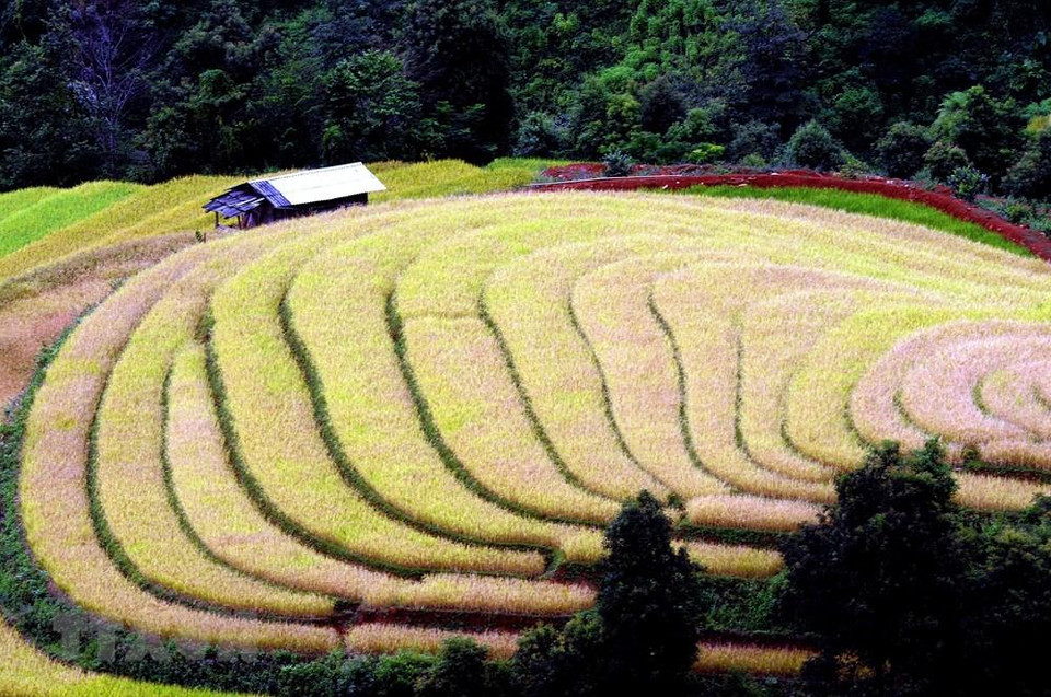 Terrazas en la comuna de Xim Vang, distrito de Bac Yen, en Son La. (Foto: VNA)