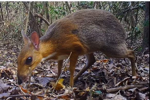 Se trata de buenas noticias para los conservacionistas de la vida silvestre, debido que este animal parecía que se había extinguido, pues pasaron varias décadas desde su última aparición. (Fuente: V+)