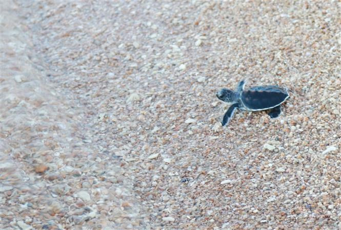 Las tortugas son liberadas al mar (Foto: VNA)
