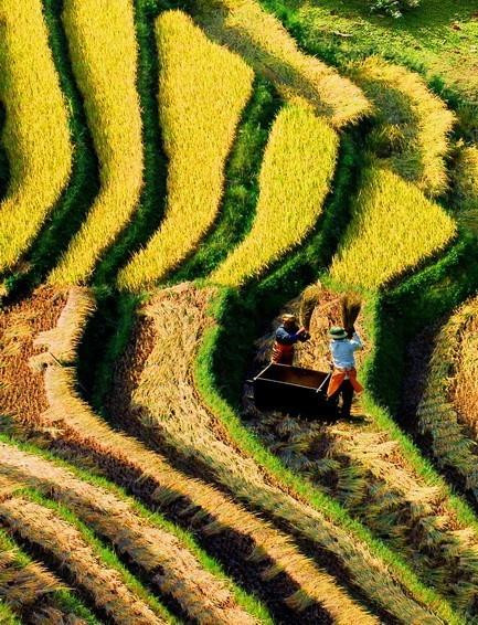 Los campos que se extienden hasta el horizonte aparecen en medio de paisajes naturales idílicos, junto con el fragante aroma de arroz en los nuevos valles que hacen de este lugar un destino ideal para vacacionistas. (Fuente: VNA)