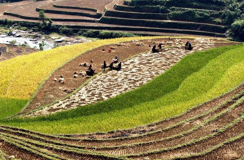 Los campos que se extienden hasta el horizonte aparecen en medio de paisajes naturales idílicos, junto con el fragante aroma de arroz en los nuevos valles que hacen de este lugar un destino ideal para vacacionistas. (Fuente: VNA)