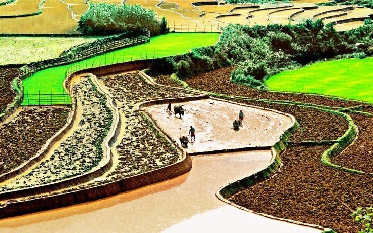 Los campos que se extienden hasta el horizonte aparecen en medio de paisajes naturales idílicos, junto con el fragante aroma de arroz en los nuevos valles que hacen de este lugar un destino ideal para vacacionistas. (Fuente: VNA)