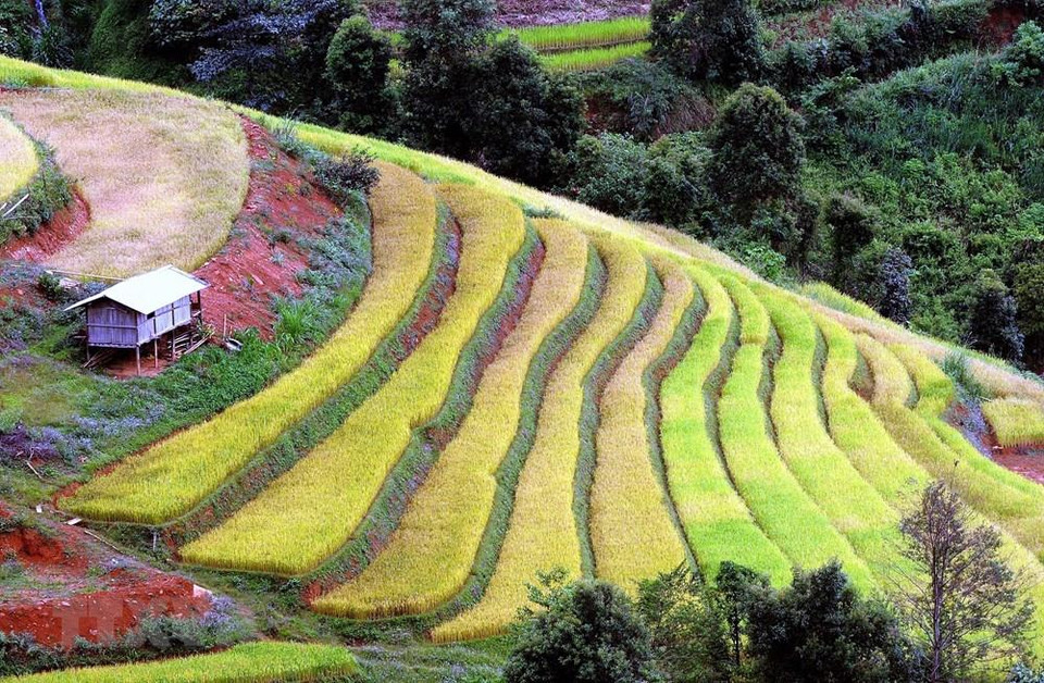 Terrazas en la comuna de Xim Vang, distrito de Bac Yen, en Son La. (Foto: VNA)