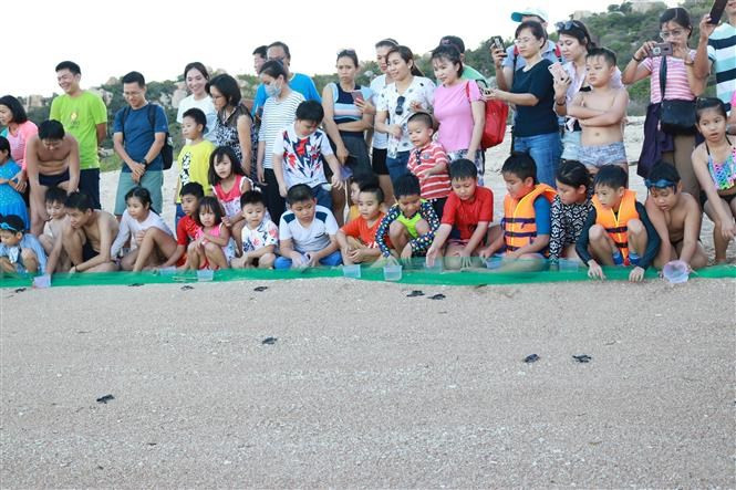 Los alumnos participan en la liberación de tortugas al mar en el Parque Nacional de Nui Chua (Foto: VNA)