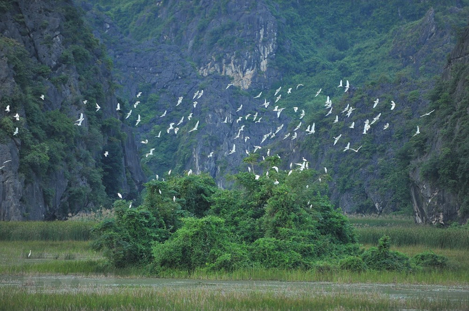 Miles de cigüeñas en la laguna Van Long (Foto: VNA)