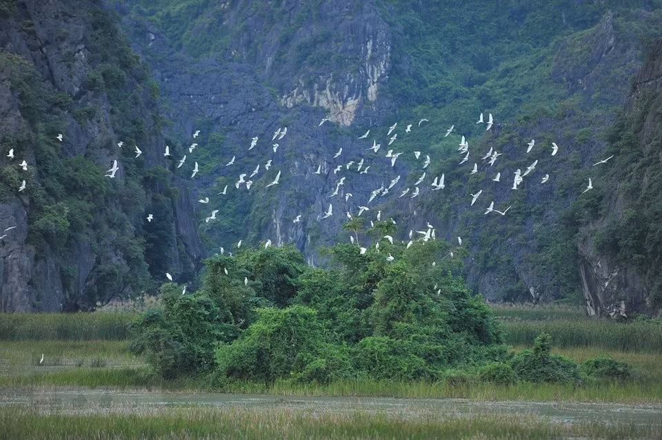 Miles de cigüeñas en la laguna Van Long (Foto: VNA)