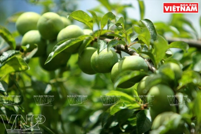 La ciruela de Moc Chau es afamada por su calidad, gracias a las condiciones de clima aquí. 