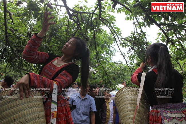 Muchachos y muchachas participan en un concurso de recolectar las ciruelas. 