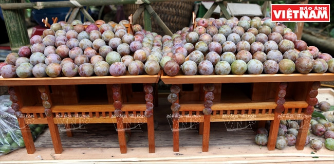 Las ciruelas forman el techo de palafitos. 