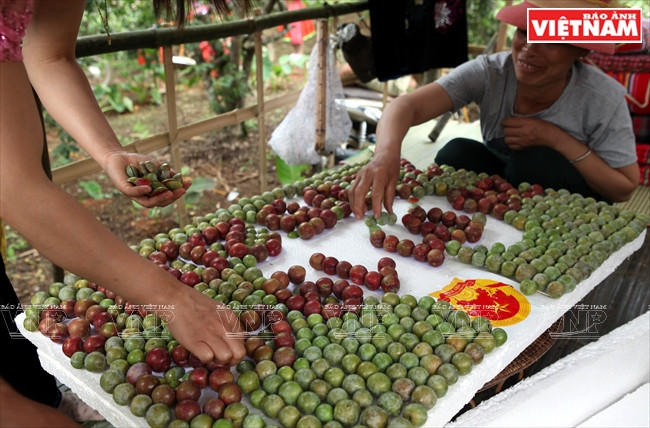 El equipo del caserío Pa Khen crea una obra decorativa con ciruelas para el concurso.